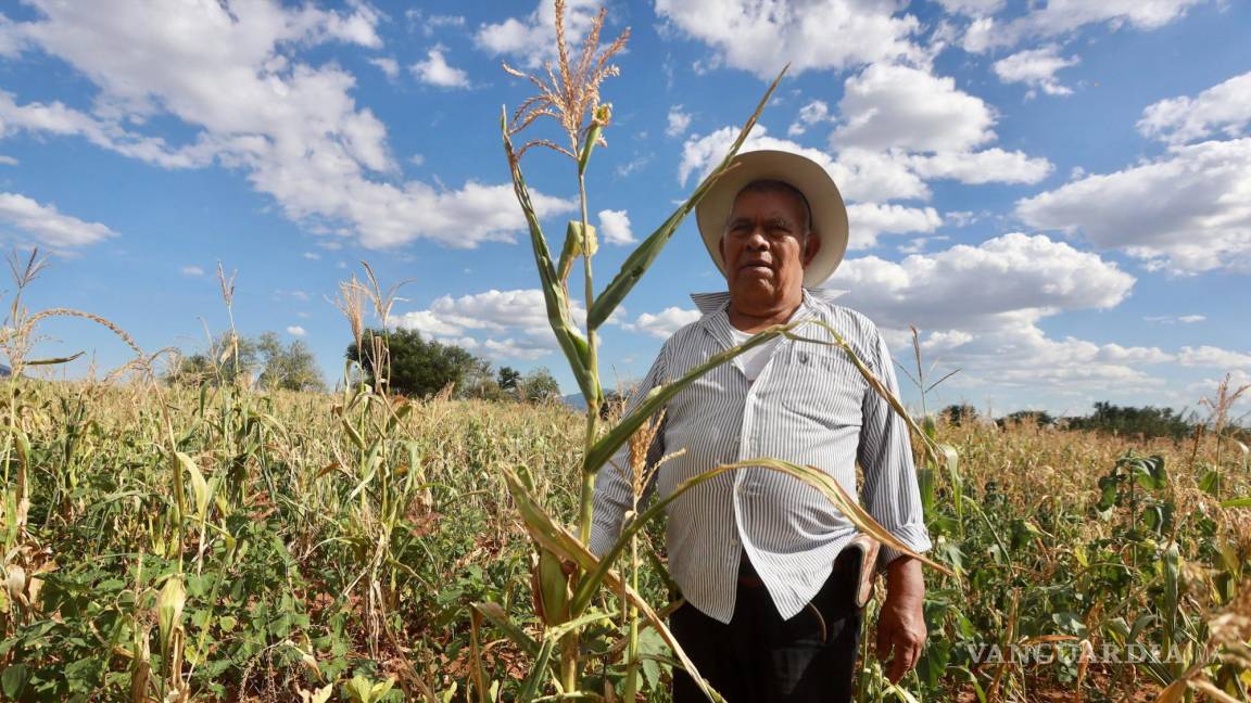 México no requiere maíz transgénico: Agricultura