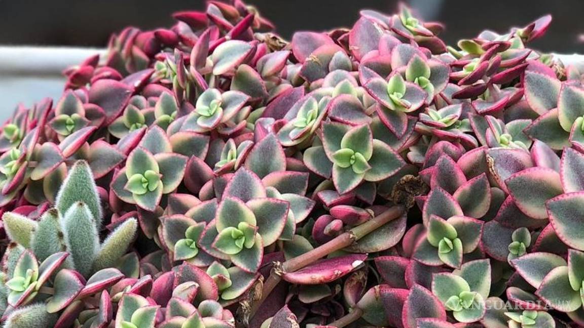 $!Entre cactus y suculentas, las plantas ideales para dar vida a tu hogar