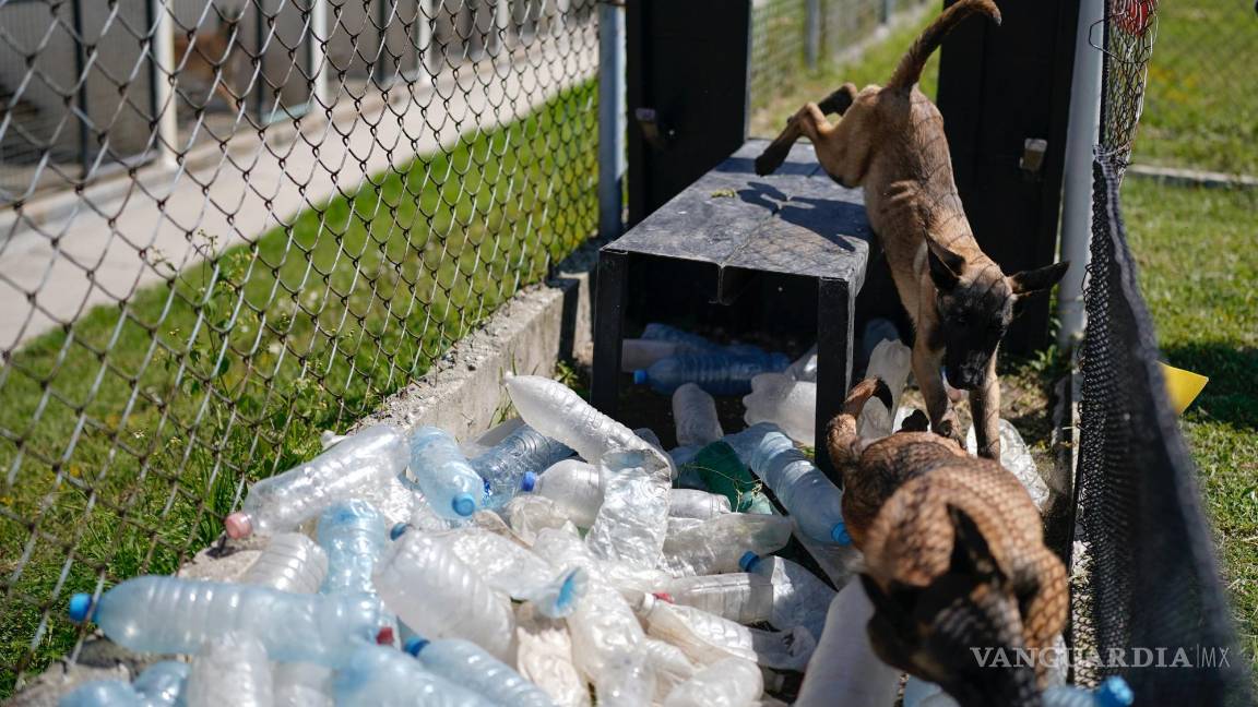 $!Cachorros de pastor belga malinois recorren un circuito dentro de su entrenamiento para convertirse en perros de rescate o de rastreo.