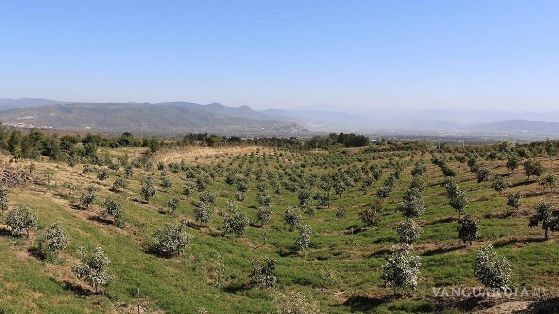 En Jalisco, deforestan por aguacate 5 mil hectáreas