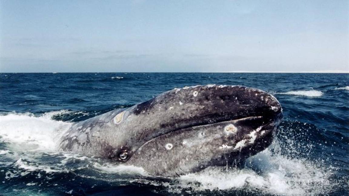La costa mexicana del Pacífico recibe las primeras ballenas de la temporada
