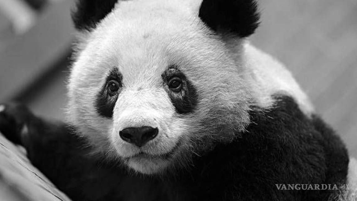 Los pandas están perdiendo sus manchas en los ojos