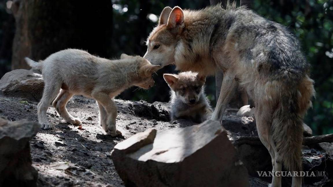 Cinco nuevas crias de lobo mexicano dan esperanza en mantener la especie