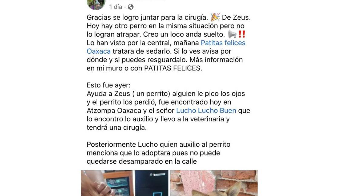 $!Exigen justicia para Zeus, perro que dejaron ciego en Oaxaca