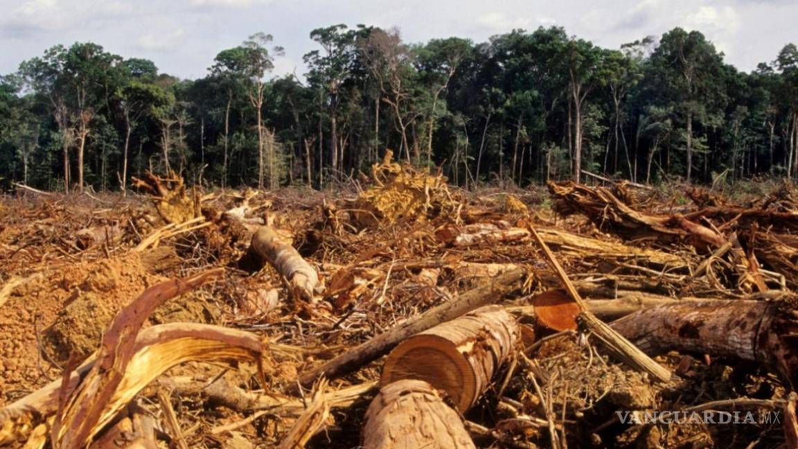 Crece 171% deforestación en Amazonas en sólo un año