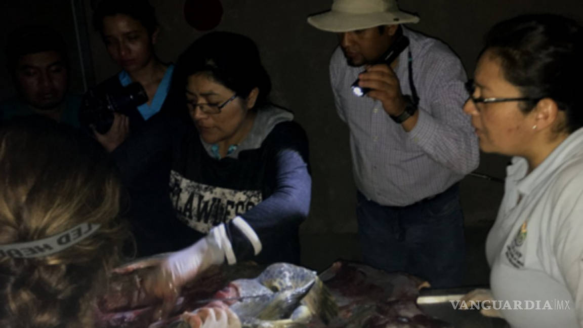 Decenas de tortugas marinas muertas por parásito en Oaxaca