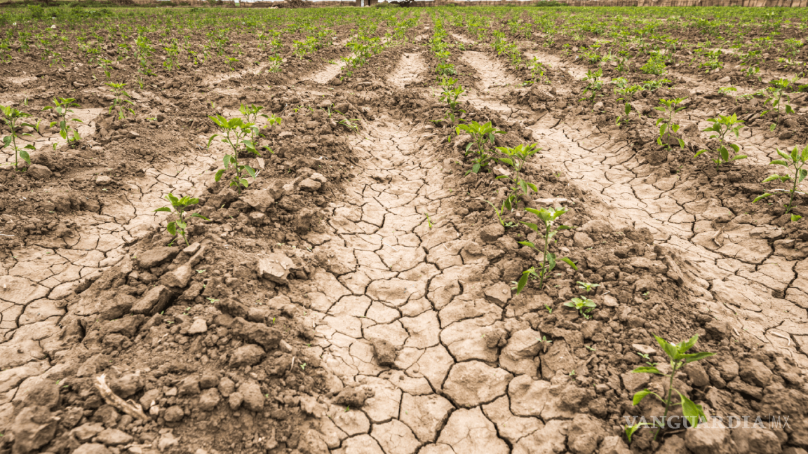531 municipios de México sufren por la sequía