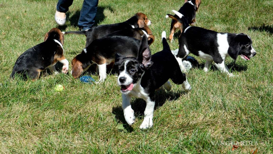 $!Nacen los primeros perros por fecundación in vitro