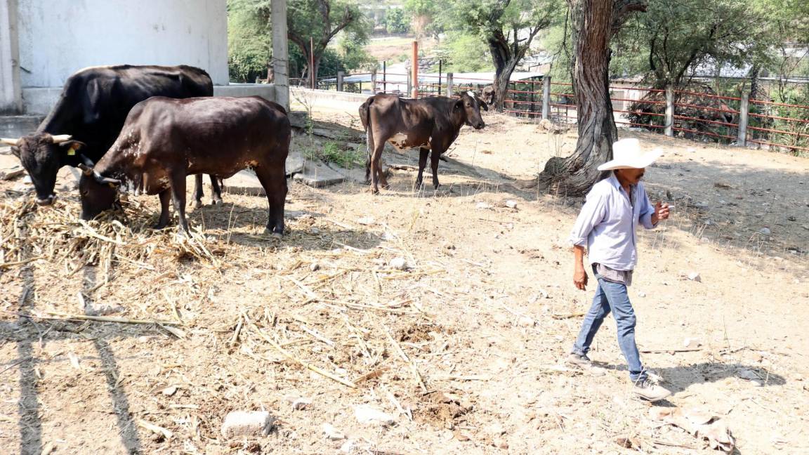 Irrumpe en ranchos crimen organizado; crece temor entre ganaderos