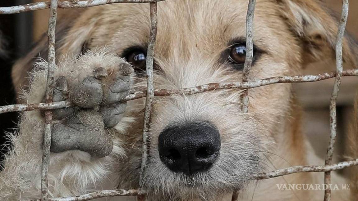 ¡Aumenta el secuestro de perros 125% en México!... Estas son las razas más robadas y qué hacer en caso de extorsión