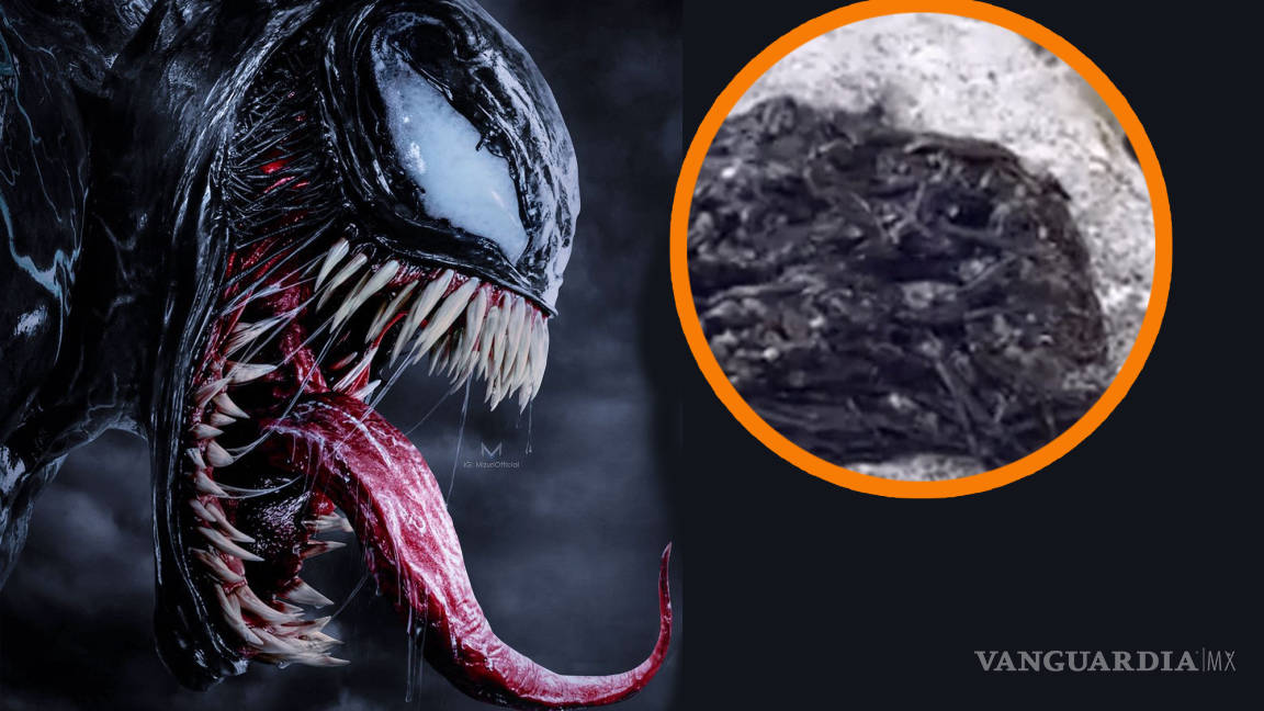 ¿Venom?... extraña criatura se hace viral por su parecido con el simbionte de Marvel (video)