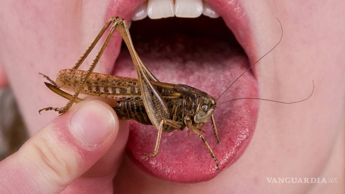 Sí, tú comes insectos sin saberlo... ¿sabes cuántos insectos comemos al año?