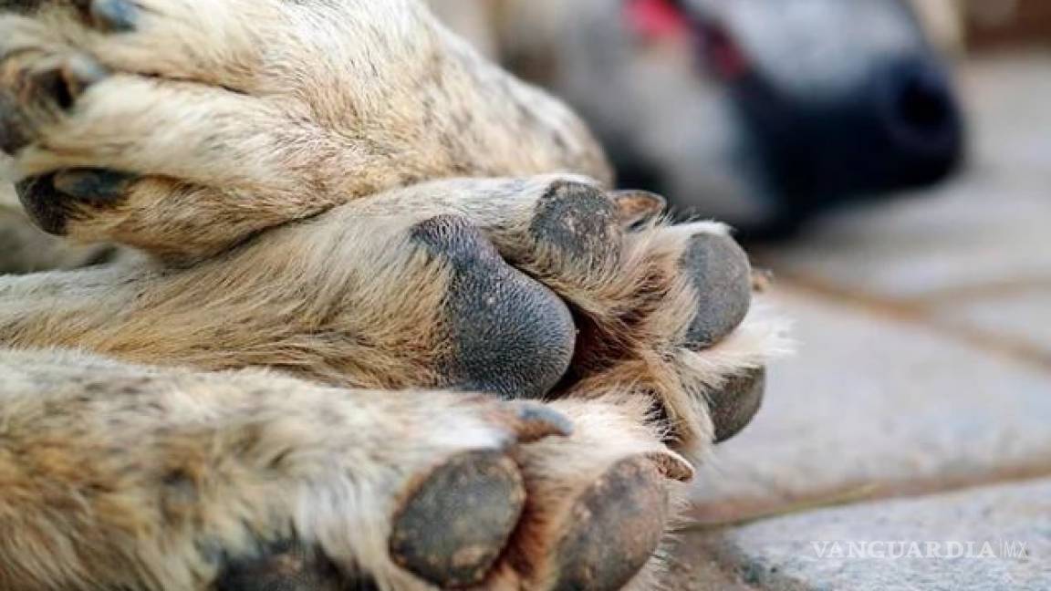 Investigan envenenamiento masivo de perros en Veracruz