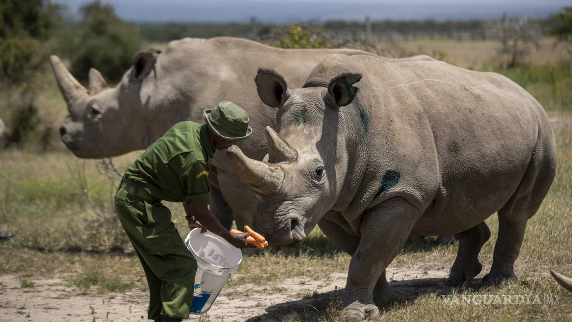 ¡Asombroso!, crean embrión de especie de rinoceronte casi extinta
