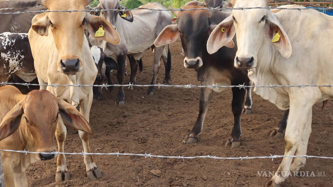 Callan la crisis del gusano barrenador por miedo