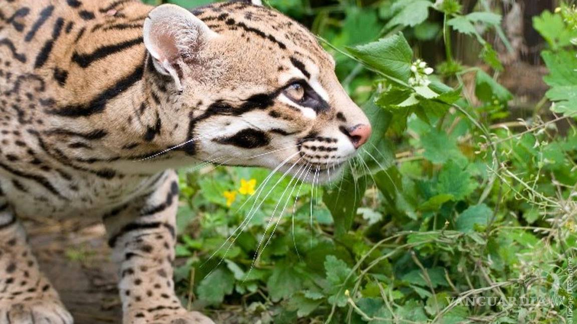 Descubren presencia de ocelote, margay y jaguarundi en Guanajuato