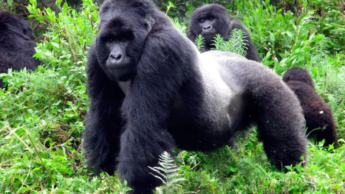 Ballena de aleta y gorila de montaña dejan estar en peligro crítico extinción