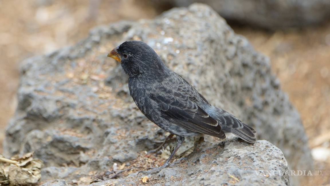 Los pájaros que inspiraron la teoría de la evolución podrían extinguirse