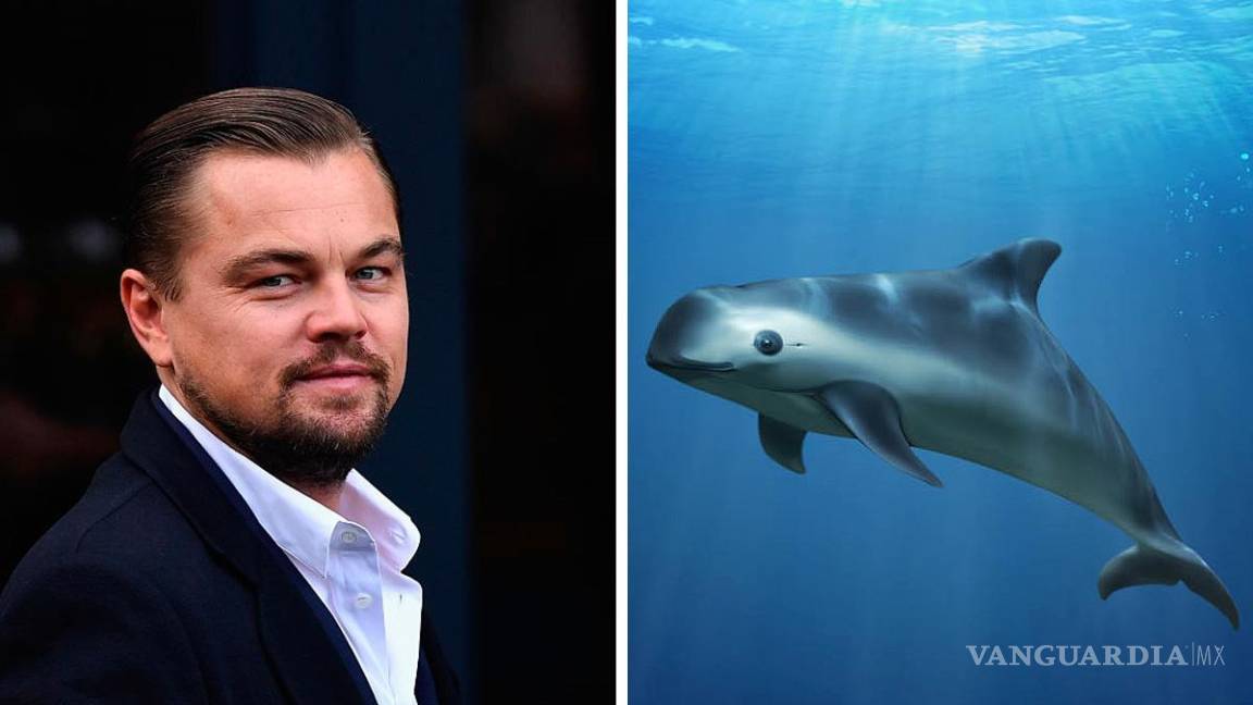 Leonardo DiCaprio arremete contra la 4T por no proteger a la vaquita marina