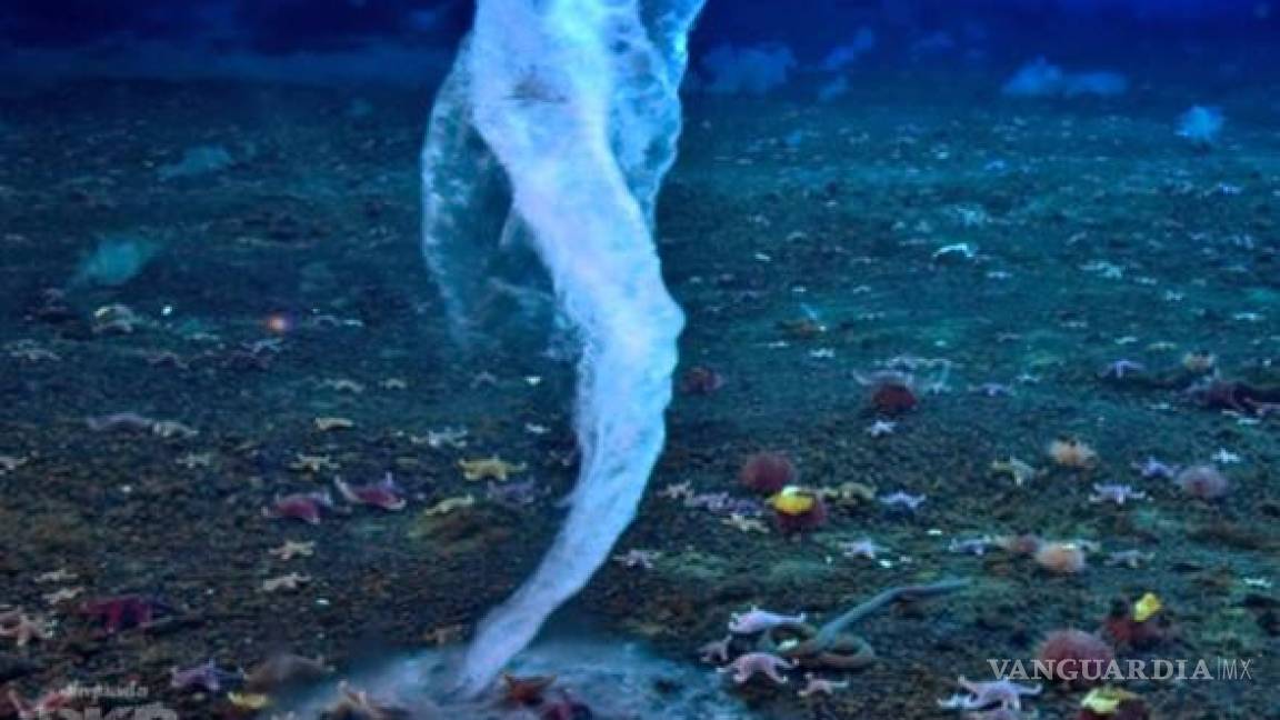 ¿Qué es el ‘dedo de la muerte’ y por qué es tan letal en los mares?