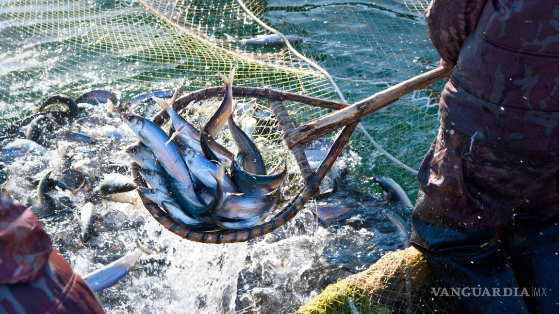 México tiene gran potencial pesquero pero sufre desdén oficial, algo que no cambiará con AMLO