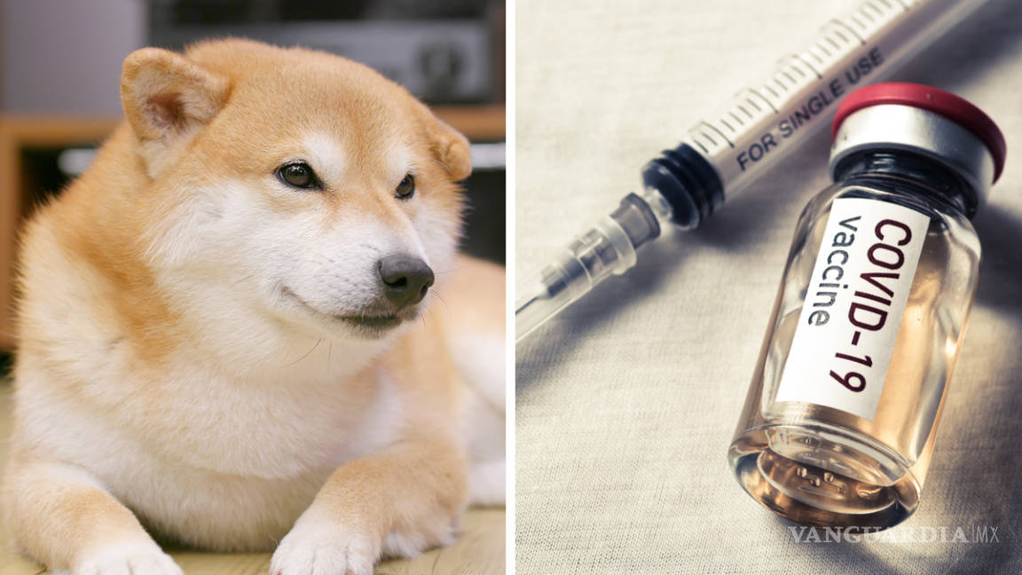 Veterinarios vacunan a humanos contra Coronavirus canino