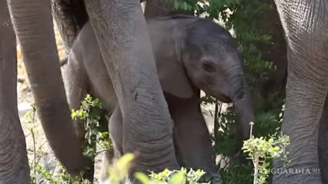 ¿Ha visto a un elefante dar sus primeros pasos?