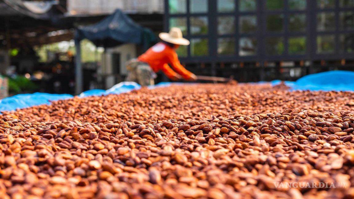 $!Productores, como Costa de Marfil, Ghana, Brasil y Ecuador buscan incrementar sus cosechas de cacao.