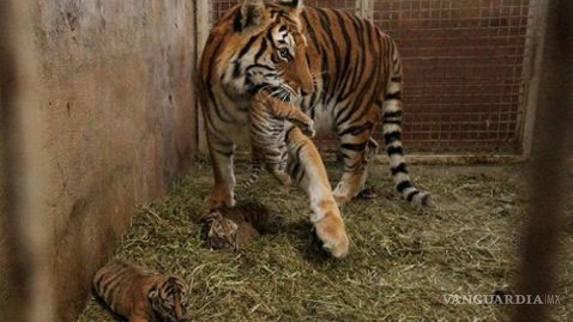 Nacen 4 tigres y cuatro leones en zoológico de Zacatecas