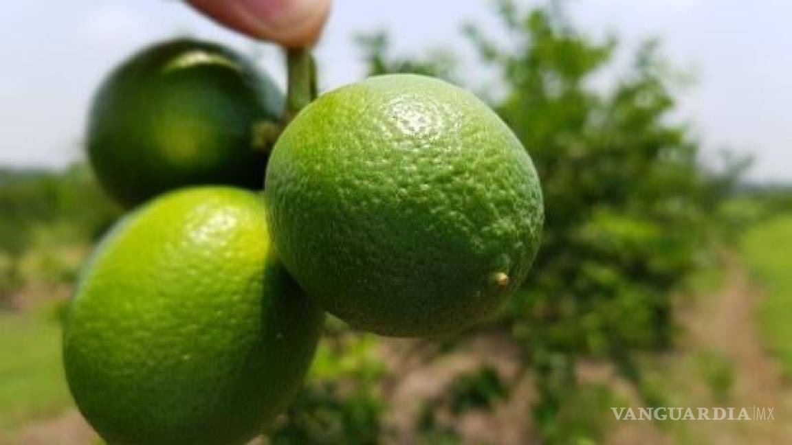 Gobierno de Michoacán presenta denuncia por de amenazas y extorsión hacia limoneros
