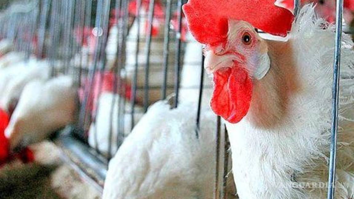 Detectan focos de gripe aviar en Guanajuato y Querétaro