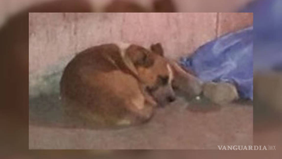 Perro resguarda cadáver de su amo en Monterrey
