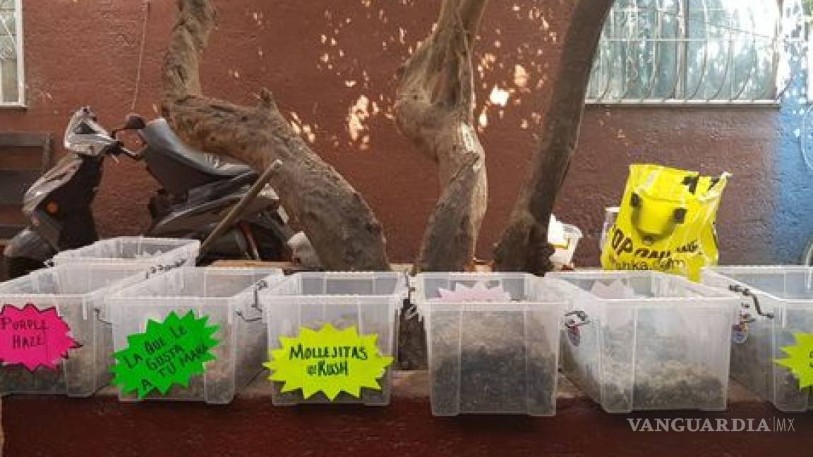 Revientan 'narcotiendita' en Tepito que vendía marihuana de sabores
