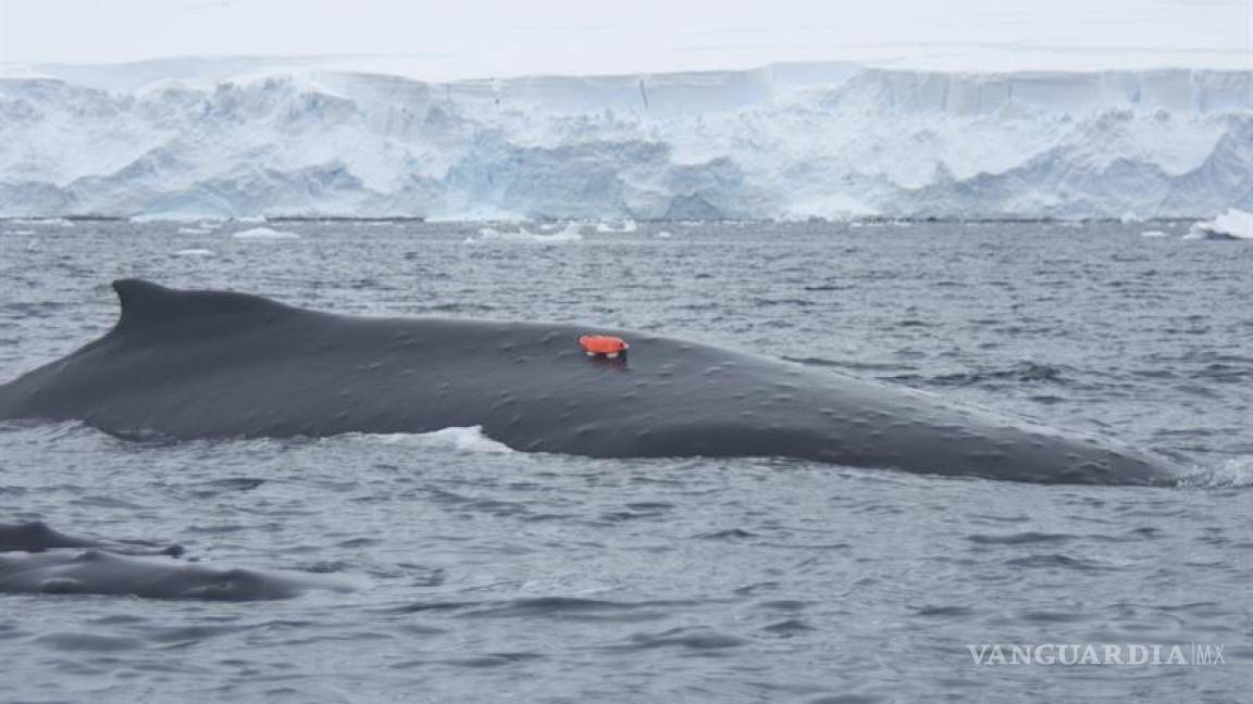 Cámaras colocadas en ballenas revelan datos de su vida en la Antártida