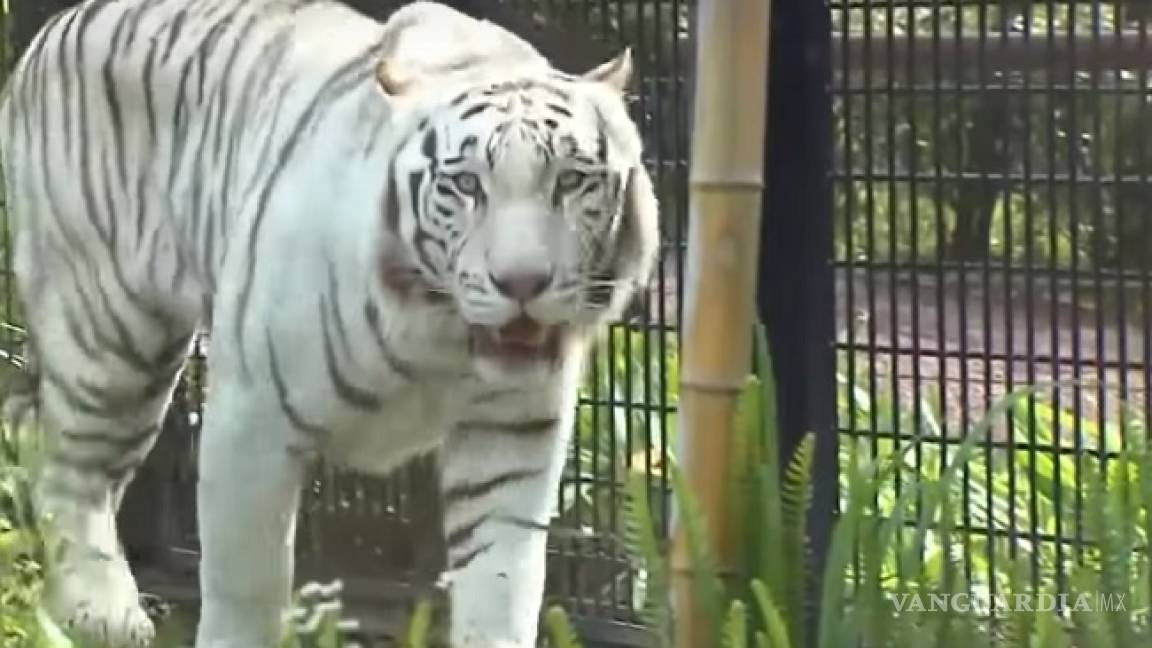 Empleado de un zoológico en Japón muere tras ser atacado por tigre blanco