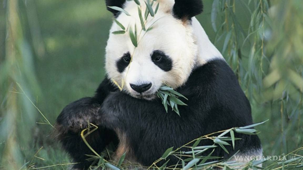 $!Encuesta revela que existe en la humanidad preocupación por conservar la naturaleza, pero también desconocimiento