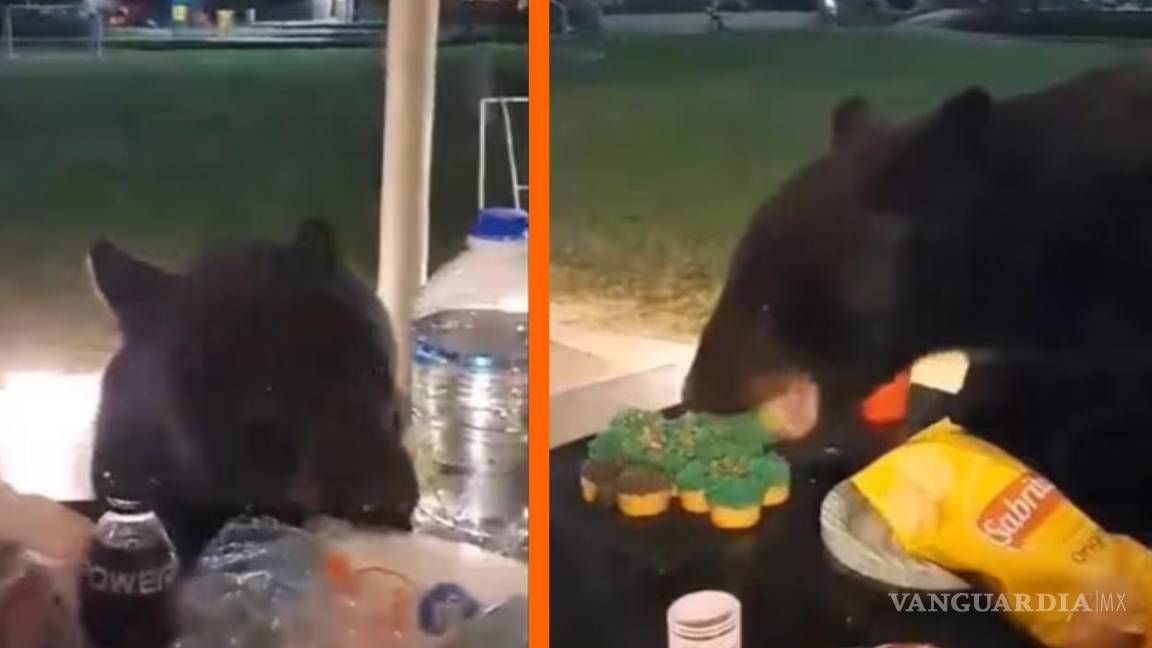 Oso negro se ‘roba’ pastelitos durante posada navideña en Nuevo León (VIDEO)