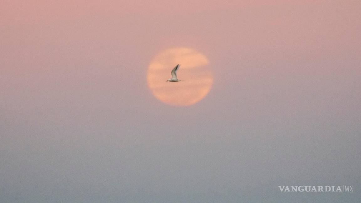 $!Una gaviota vuela mientras sale la luna llena en Montevideo, Uruguay, el miércoles 13 de julio de 2022.