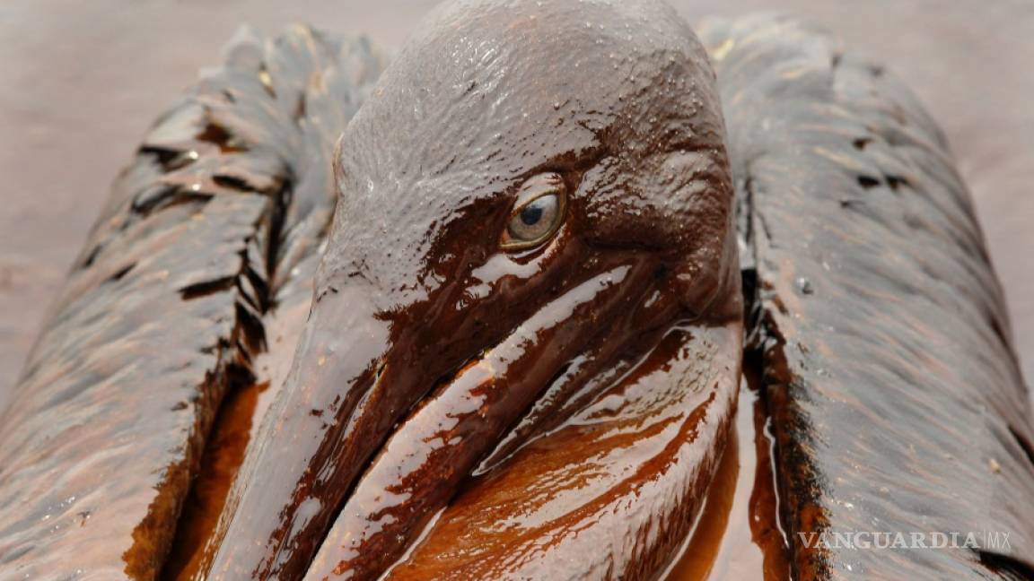 A 10 años de la explosión de la plataforma Deepwater Horizon la vida silvestre del Golfo de México sigue siendo afectada