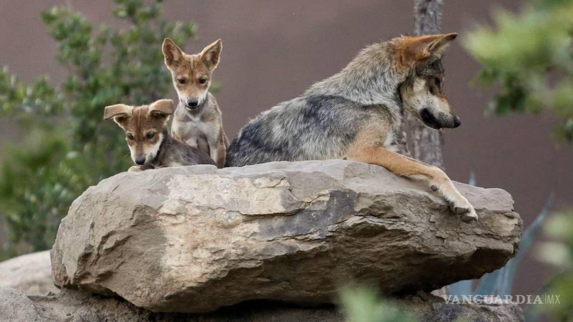 $!En el Museo del Desierto ya nacieron lobos.