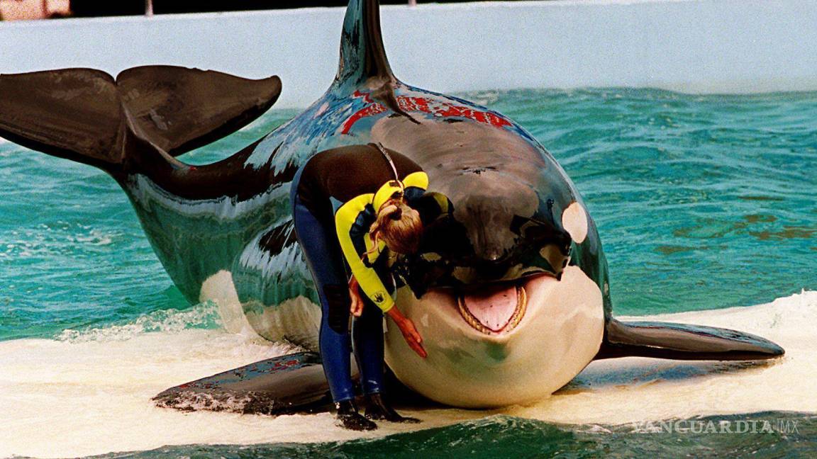 ¿Quién es Lolita, la orca cautiva desde 1970 en el Miami Seaquarium?