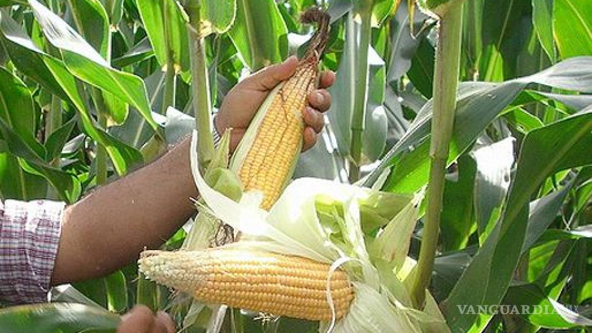 Cae producción de maíz entre enero y junio, agricultores desdeñan su cultivo