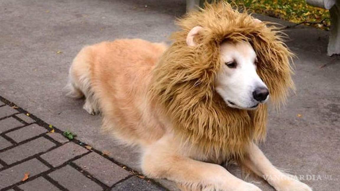 $!Ideas para disfraces de Halloween... ¡tu mascota lucirá adorable!