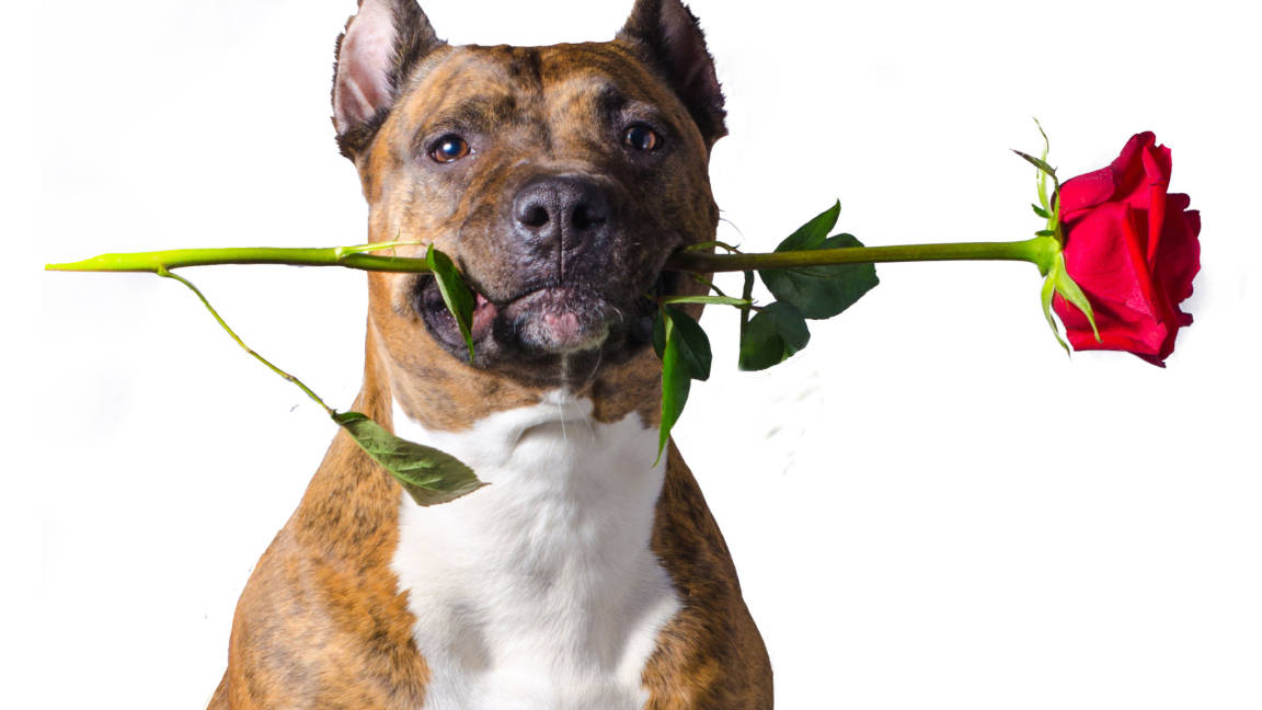 $!Fundación de Raúl Juliá en Malibú, una lucha por los perros y gatos desamparados