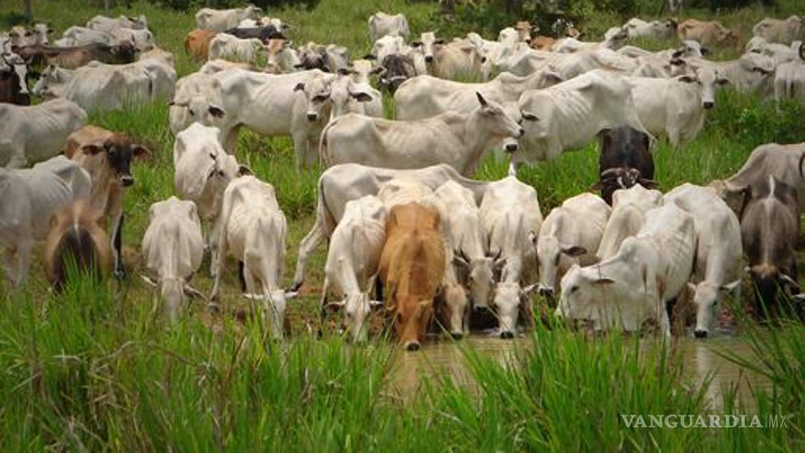 Inician reuniones USDA y Sader para vigilancia por gusano barrenador
