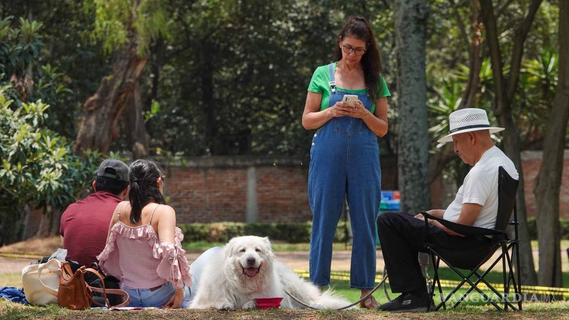 Evita sanciones: Esto te costará no registrar la CURP de tu mascota en CDMX