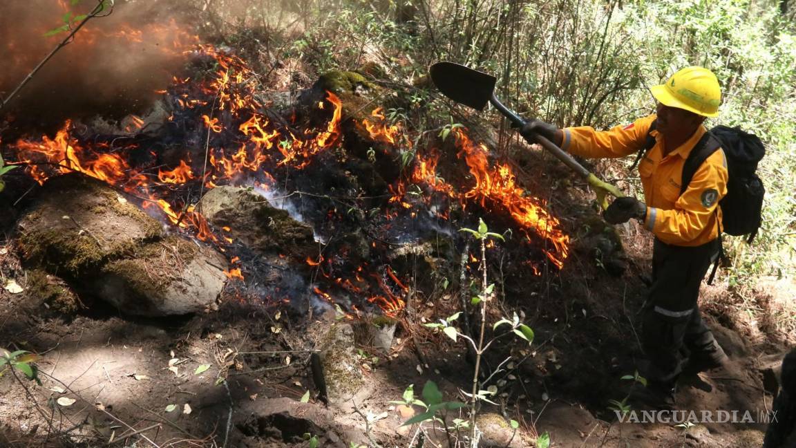 Cerró 2024 con récord de superficie dañada por incendios forestales en México