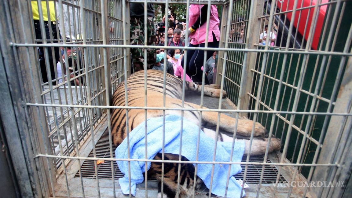 Rescatan a 137 tigres de un templo budista en Tailandia