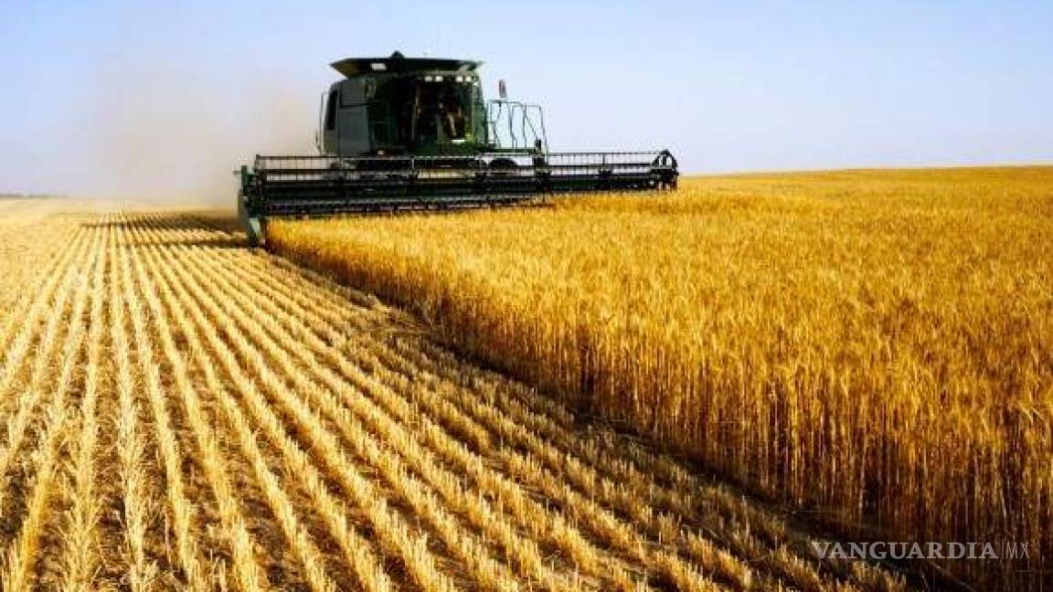 Buen inicio de año para trigo planificado, sub 13.6 la producción