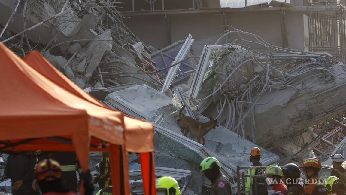 $!Un perro rastreador busca sobrevivientes en el lugar del derrumbe de un edificio tras un terremoto en Bangkok, Tailandia.